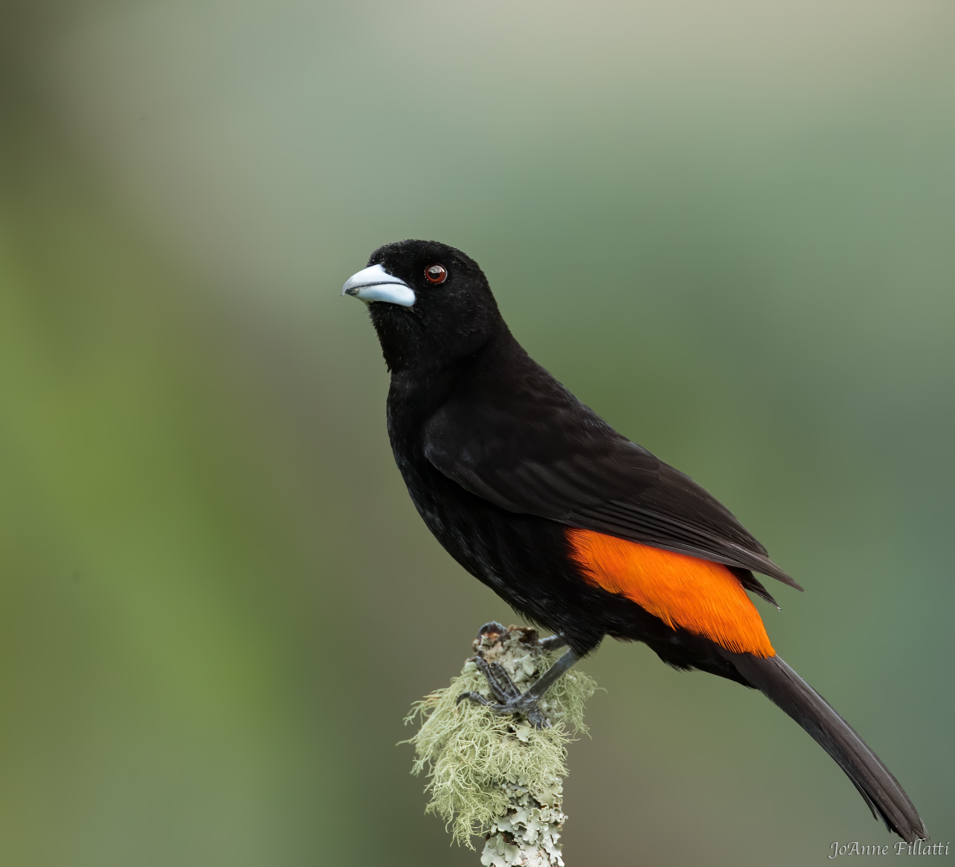 bird of colombia image 7